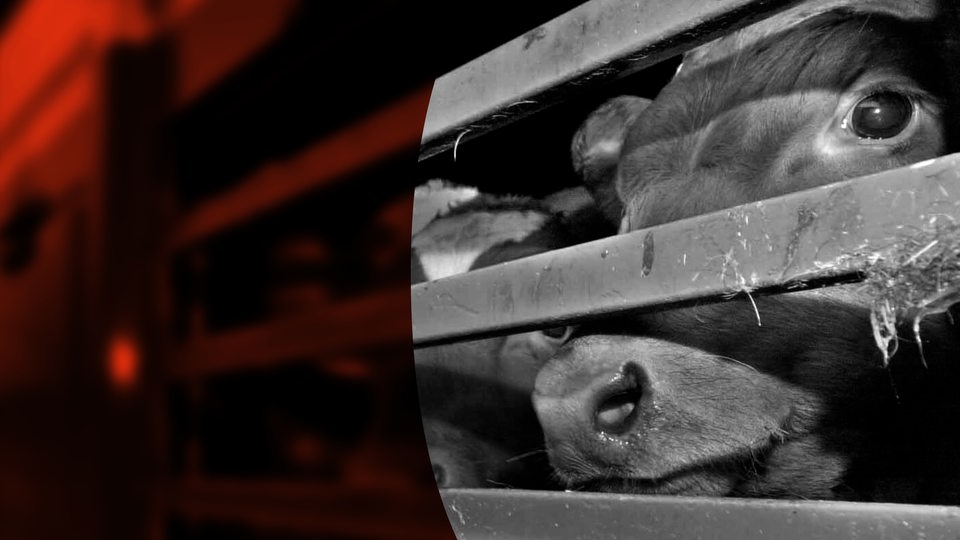 Eine Kuh schaut aus einem Tiertransporter heraus (Archivbild)