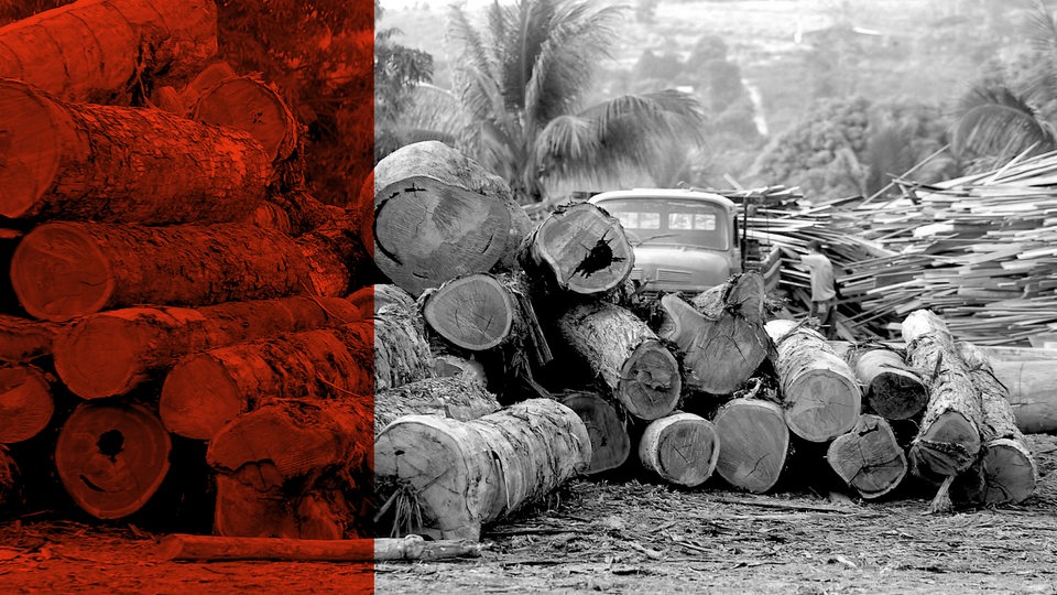 ARD radiofeature - Doku über illegalen Holzhandel und die Folgen