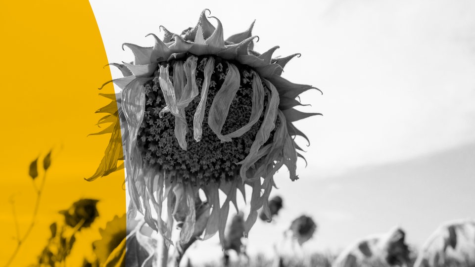 Keyvisual zum ARD Radiofeature "Dürre in Europa" zeigt eine vertrocknete Sonnenblume