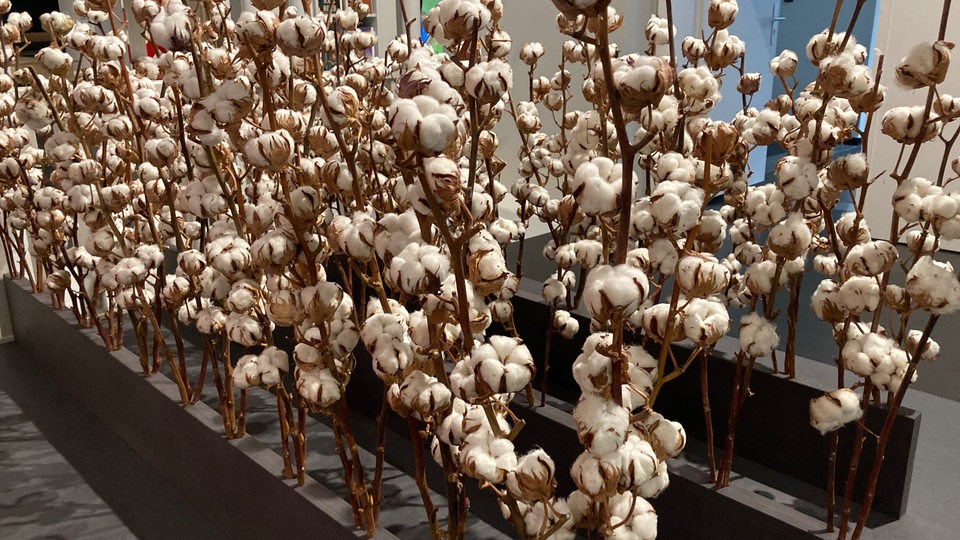 Exponat in der Ausstellung "100 Prozent Baumwolle" im Übersee-Museum