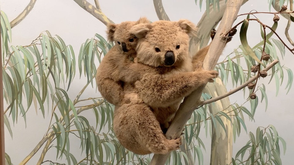 Exponate in der Ausstellung: Koala-Mutter mit Junges auf dem Rücken