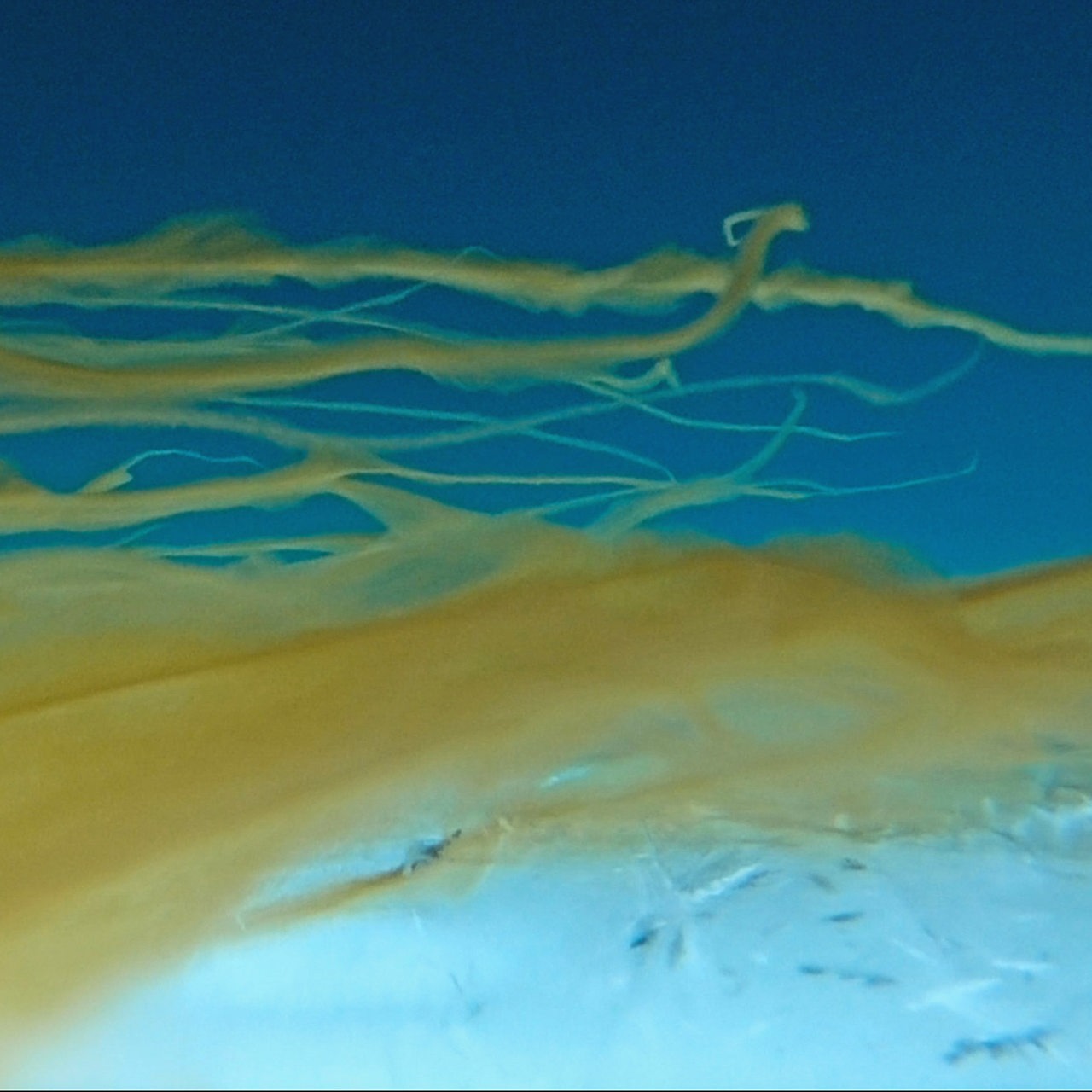 Unterwasseraufnahme der Melosira Algae