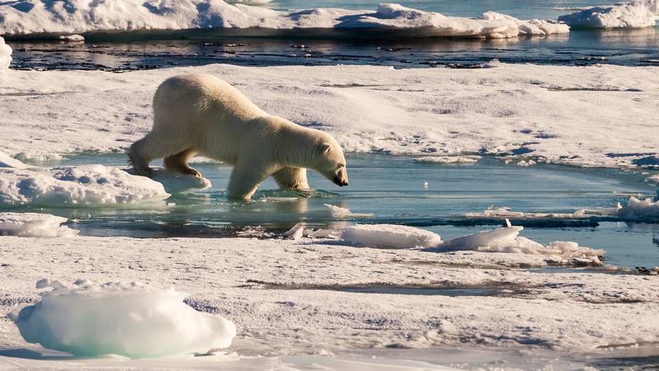 Ein Eisbar in der Arktis (Archivbild)