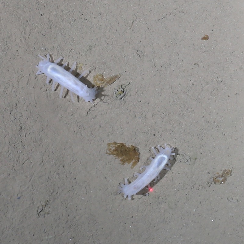 Seegurken (kolga hyalina) auf dem Meeresgrund
