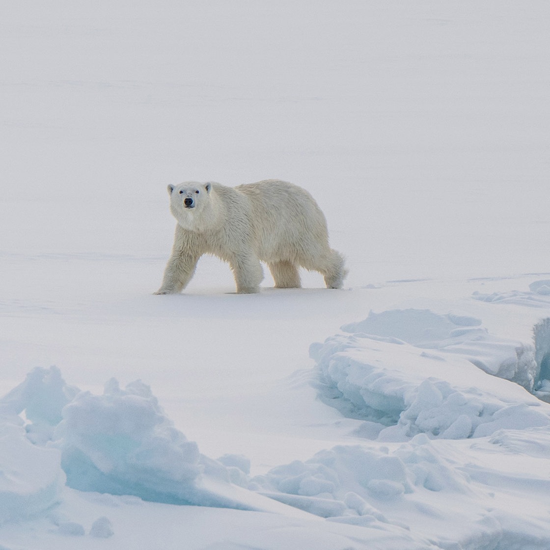 Ein junger Eisbär auf einer Eisscholle.