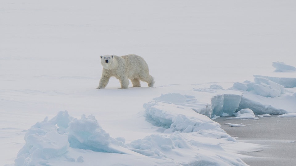 Ein junger Eisbär auf einer Eisscholle.