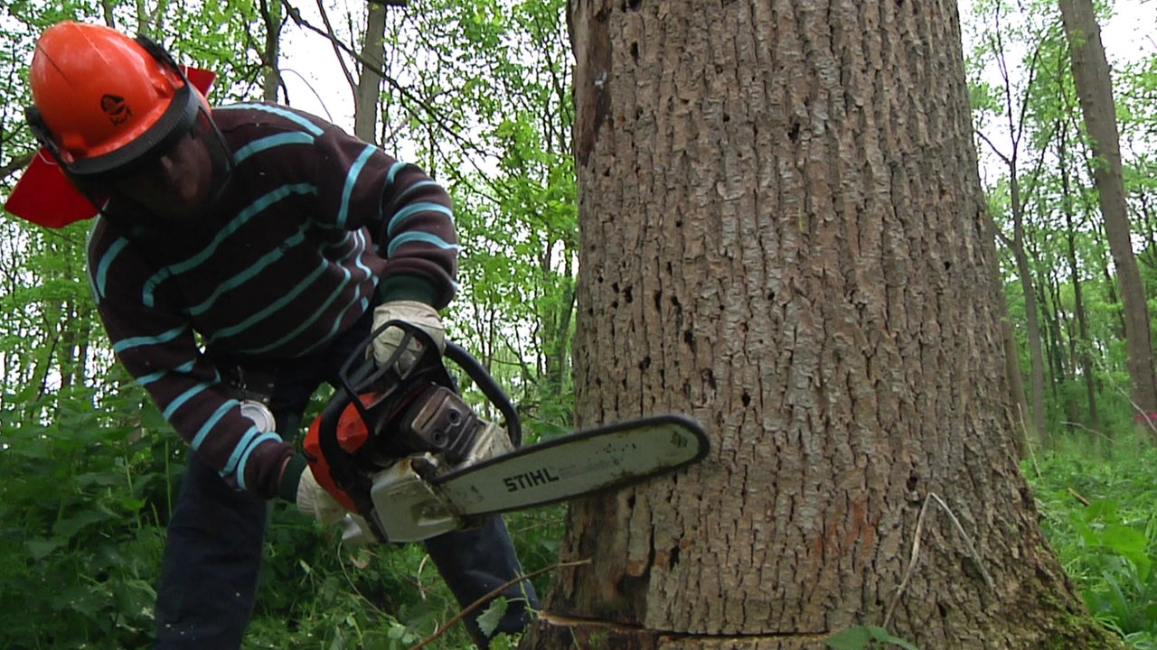 Mensch in Schutzkleidung hält Motorsäge an einen Baum