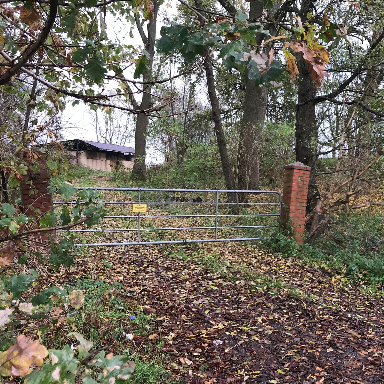 Ein verlassenes Grundstück im Bremer Blockland