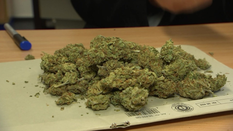 Mehrere Marihuana-Blüten auf einem Haufen.