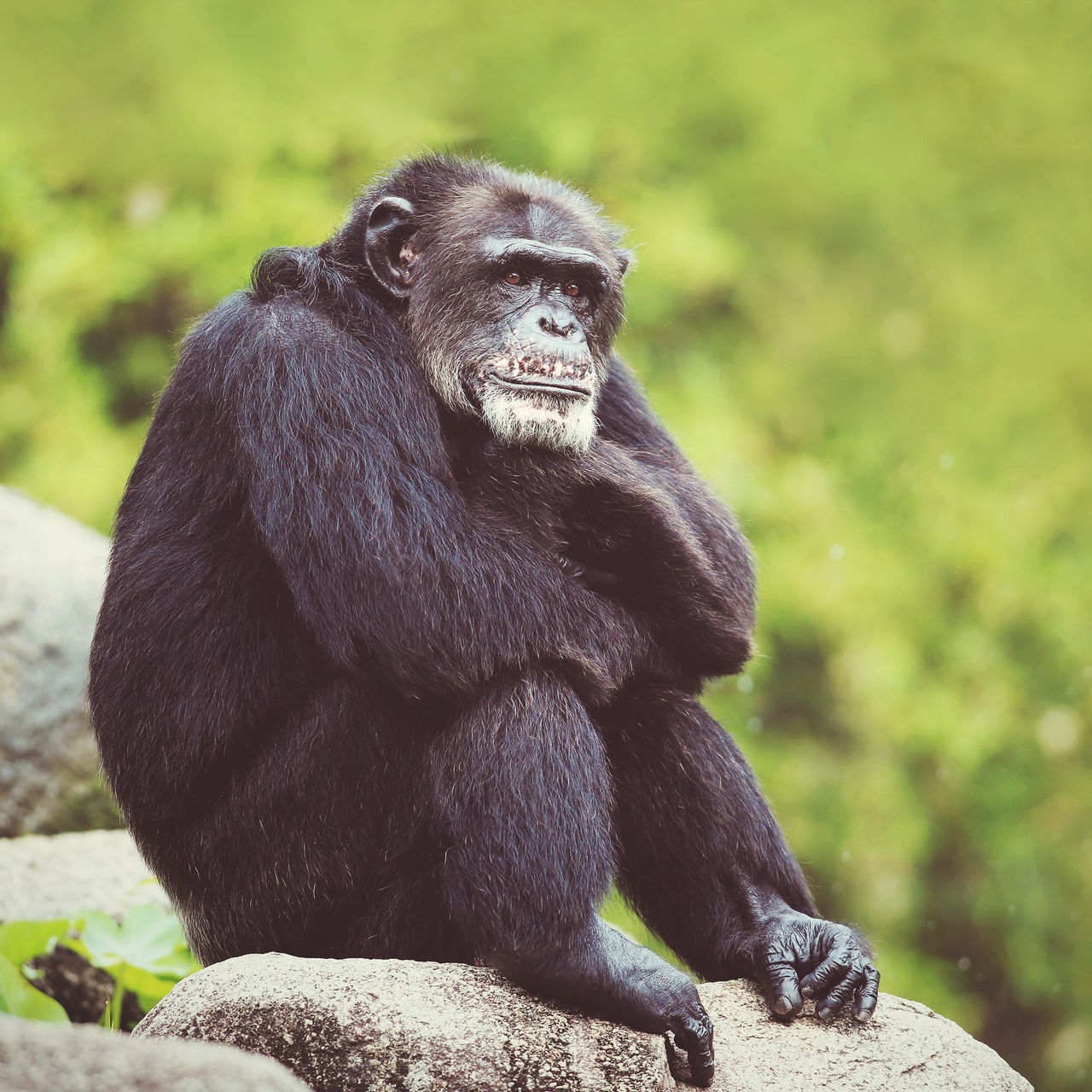Ein schwarzer, großer Schimpanse sitzt auf einem Stein im Urwald mit verschränkten Armen.