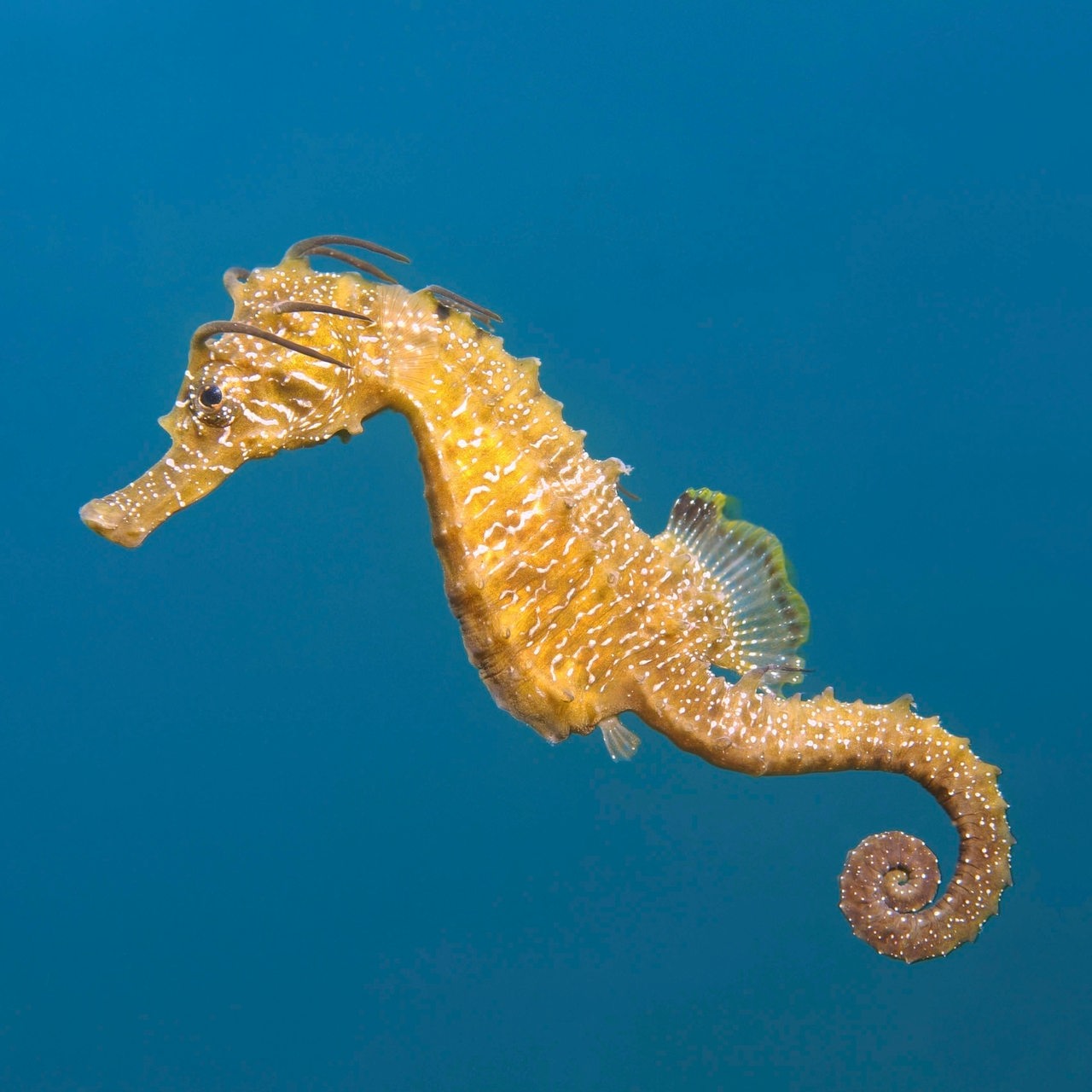 Kurzschnäuziges Seepferdchen (Hippocampus Hippocampus)
