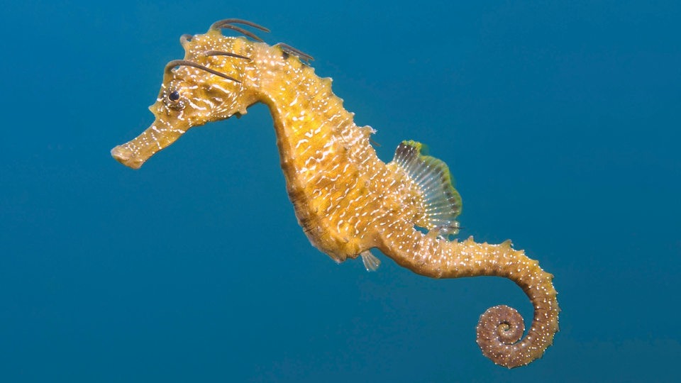 Kurzschnäuziges Seepferdchen (Hippocampus Hippocampus)