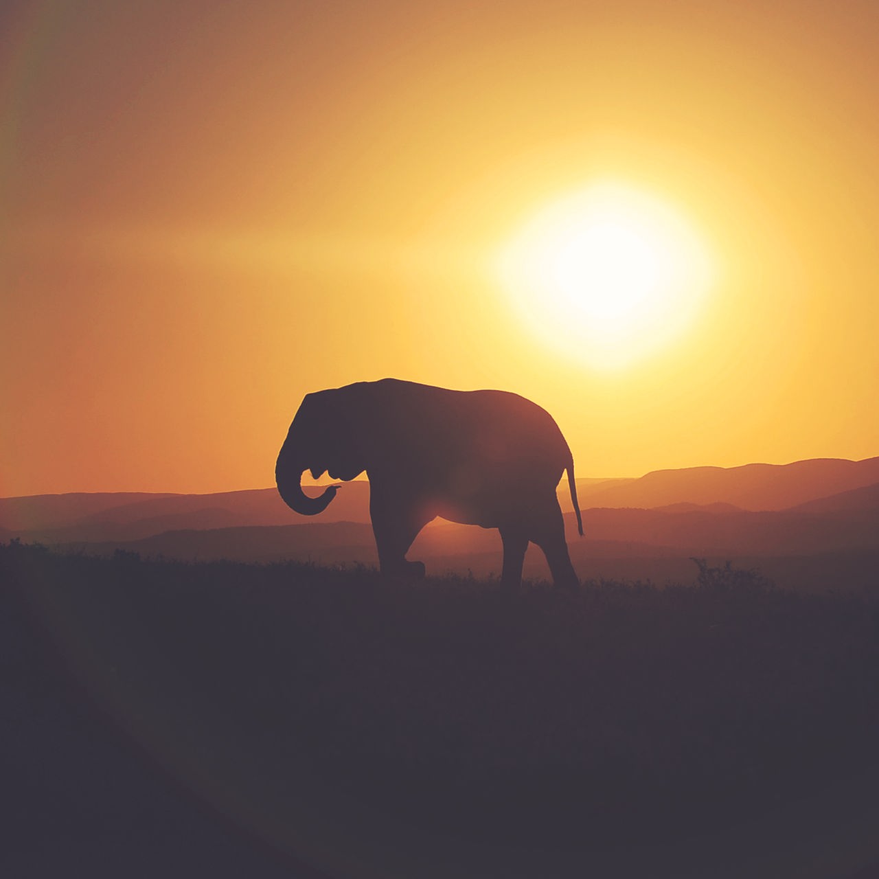 Die Silhouette eines Elefanten im Sonnenaufgang. 