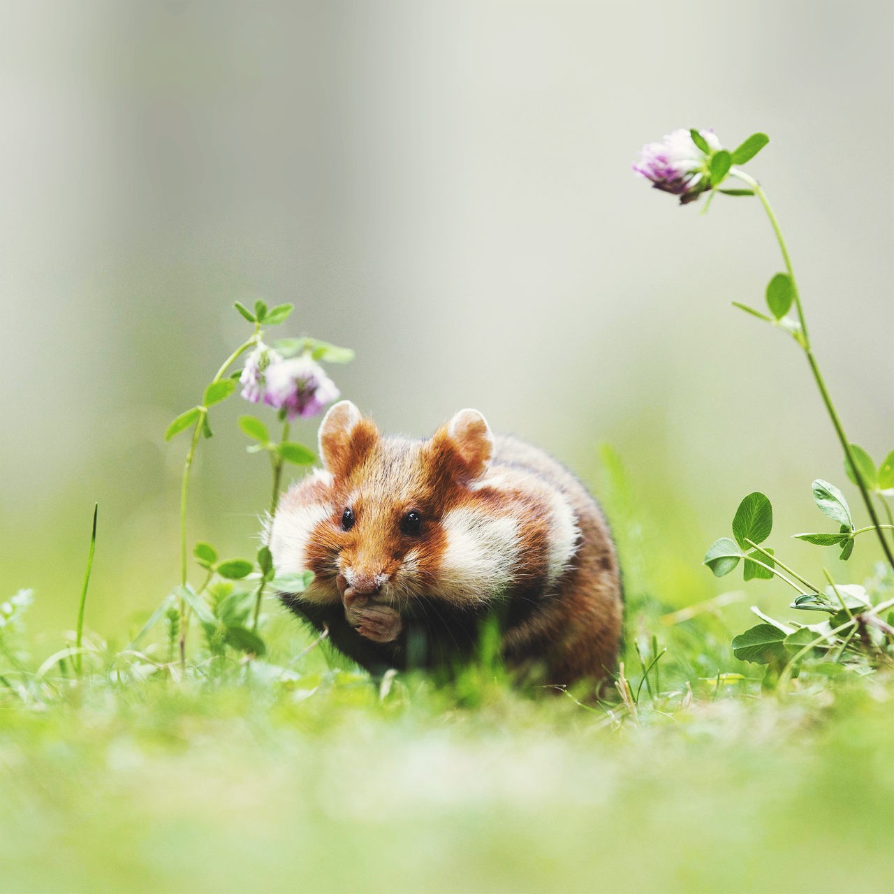 Ein hellbrauner Hamster mit weißen Streifen sitzt mit dick gefüllten Backen kauend im Gras neben einer Kleepflanze. 