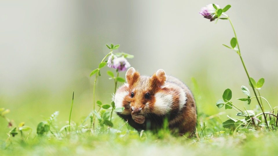 Ein hellbrauner Hamster mit weißen Streifen sitzt mit dick gefüllten Backen kauend im Gras neben einer Kleepflanze. 