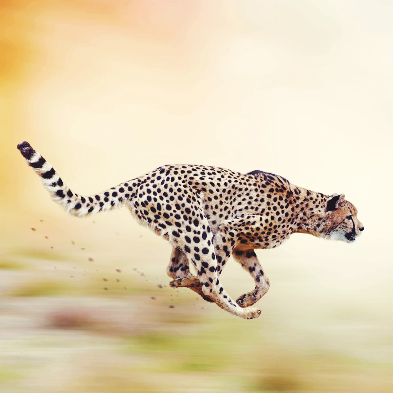 hellbrauner Gepard mit schwarzen Punkten im Sprint