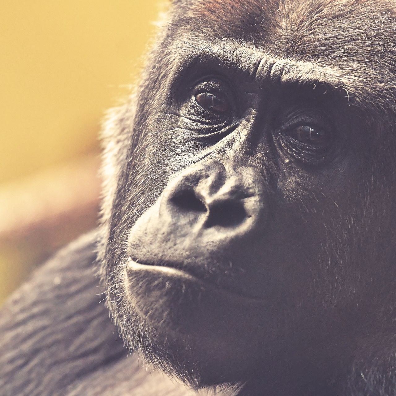 Nahaufnahme des Gesichts einer Gorilla-Dame mit einem ruhigen Gesichtsausdruck.