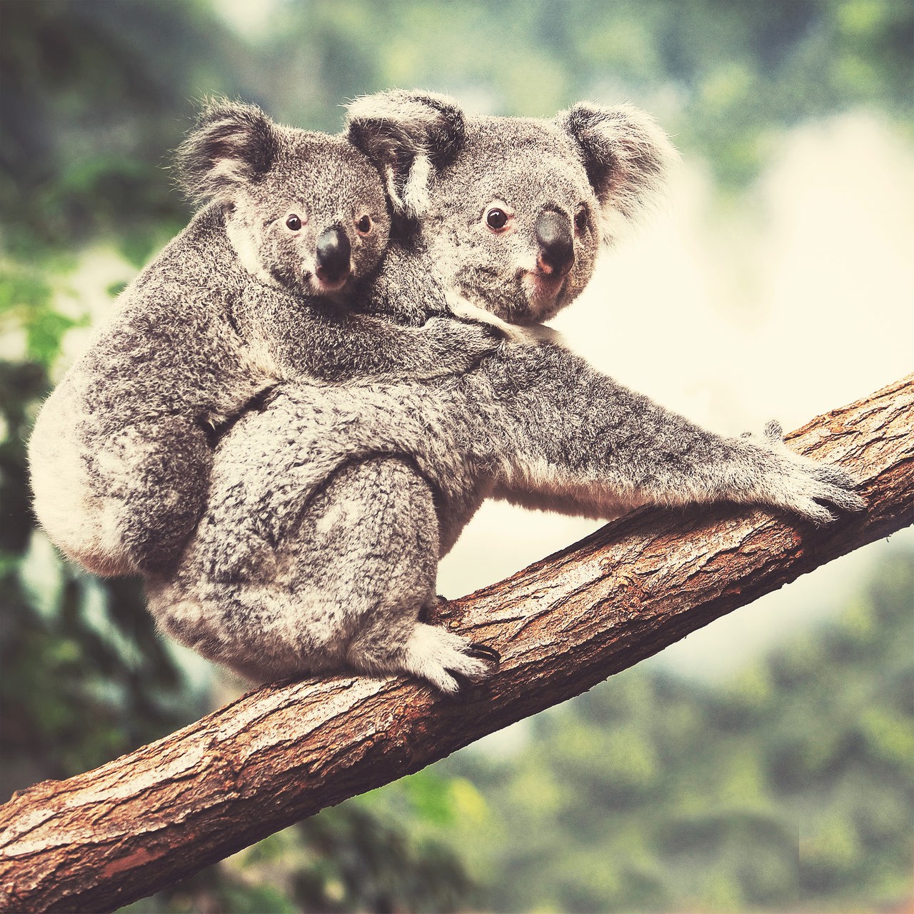 Eine Koala-Mutter trägt ihr Junges auf dem Rücken und sitzt dabei auf einem Ast in einem grünen Wald.