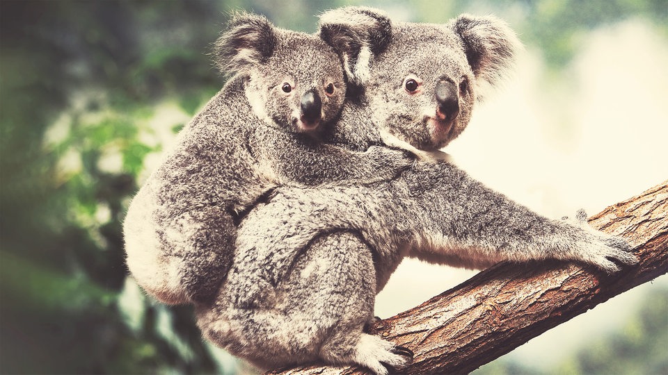 Eine Koala-Mutter trägt ihr Junges auf dem Rücken und sitzt dabei auf einem Ast in einem grünen Wald.