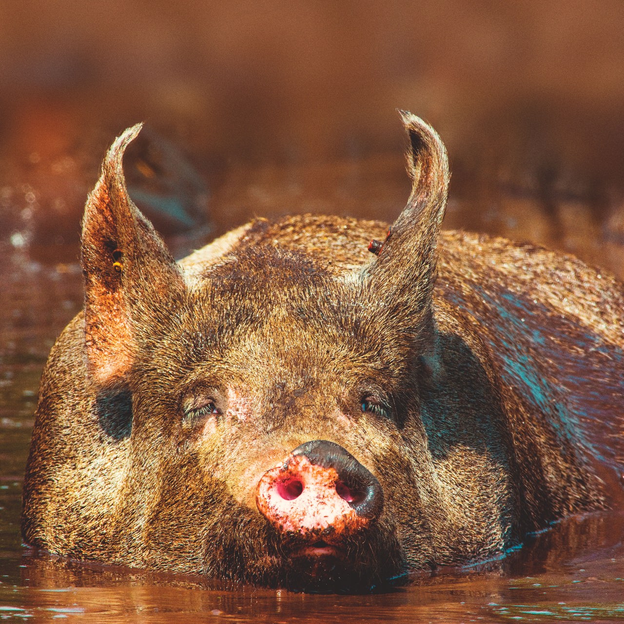 Ein Schwein badet mit geschlossenen Augen in einer Schlammpfütze