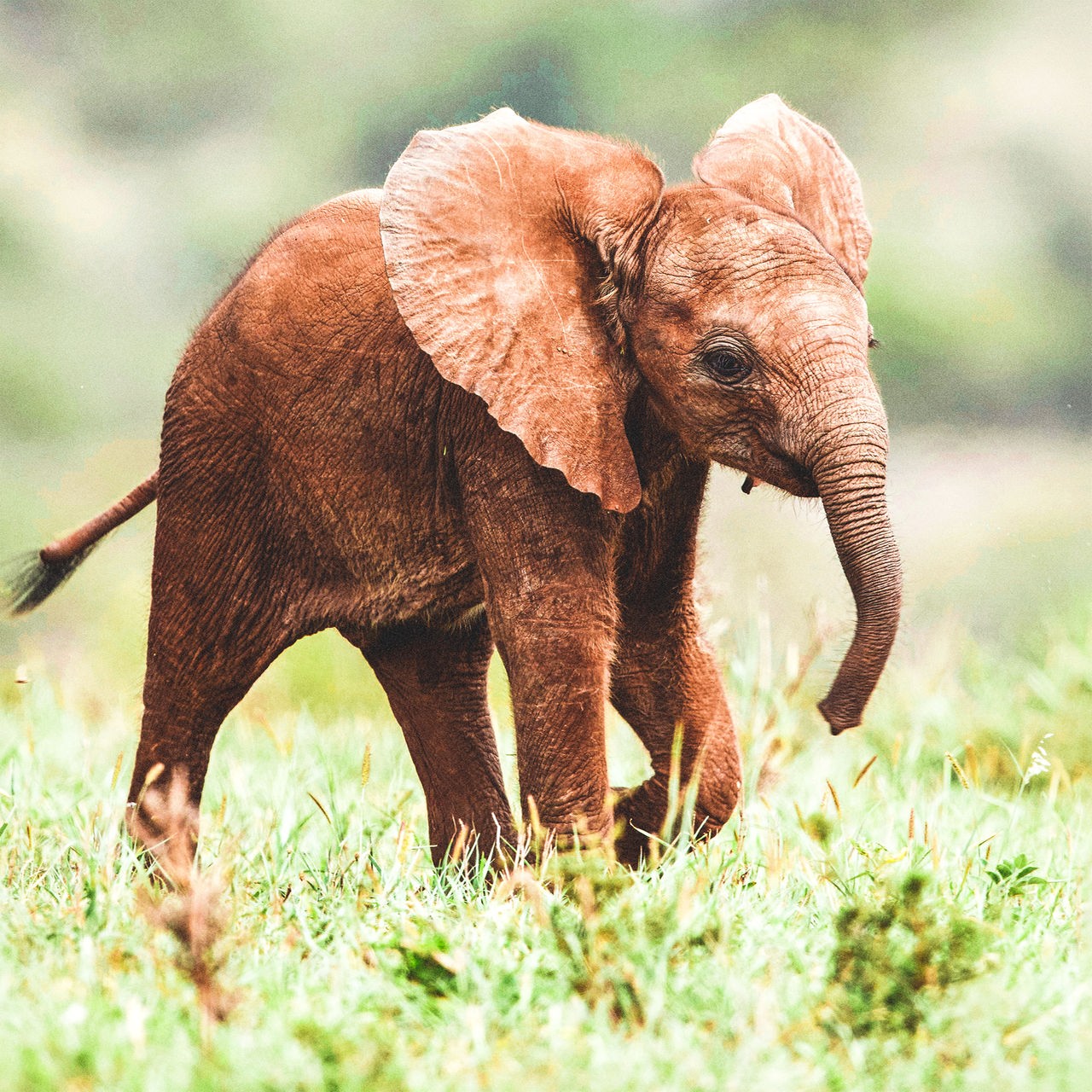 Hören | Warum Elefanten-Ohren täuschen