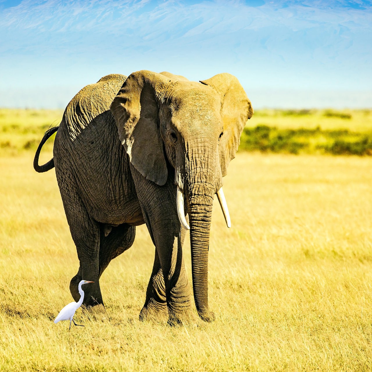 Ein Elefant steht in einer hellbraunen Steppenlandschaft vor einem Berg im Hintergrund und schaut in Richtung der Kamera.