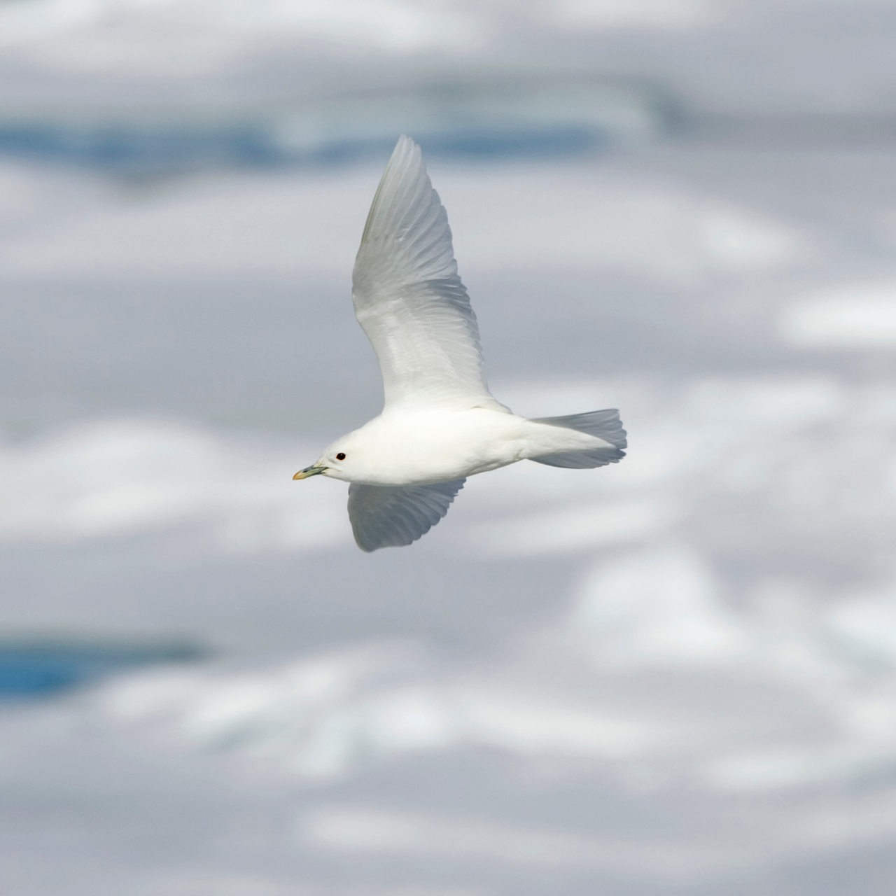 Eine Elfenbeinmöwe fliegt über eine vereiste Landschaft