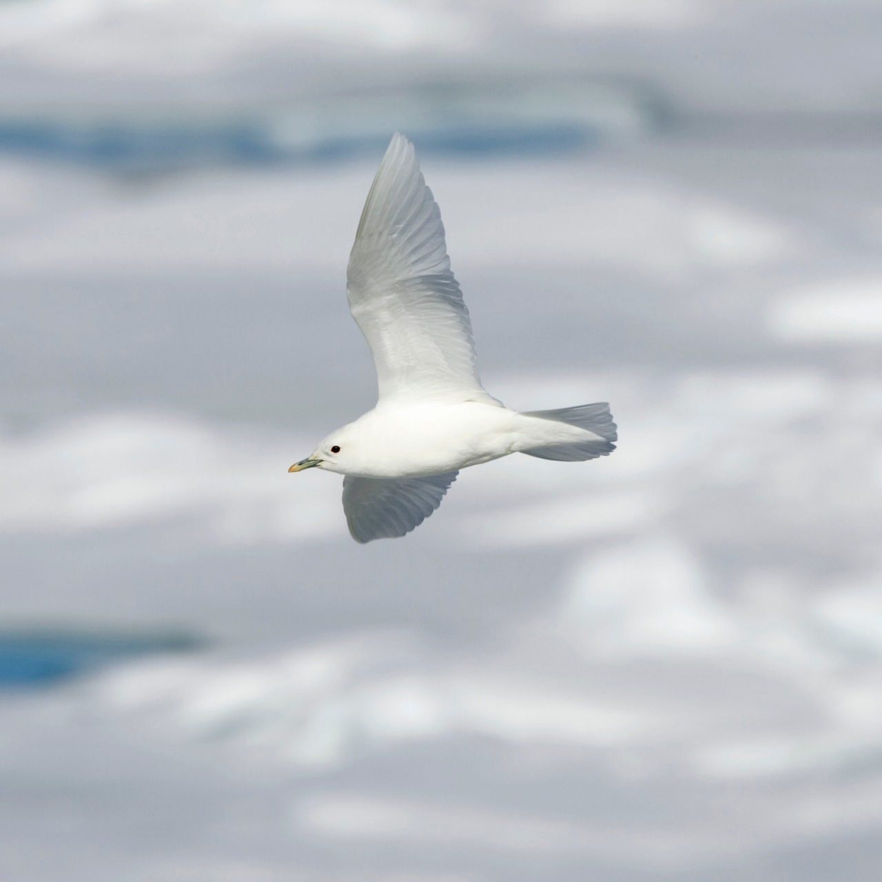 Eine Elfenbeinmöwe fliegt über eine vereiste Landschaft