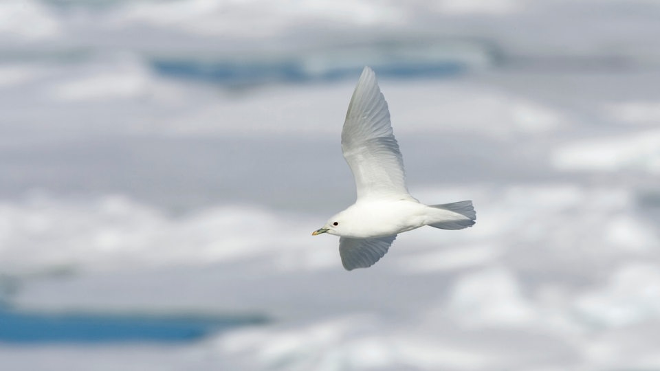 Eine Elfenbeinmöwe fliegt über eine vereiste Landschaft