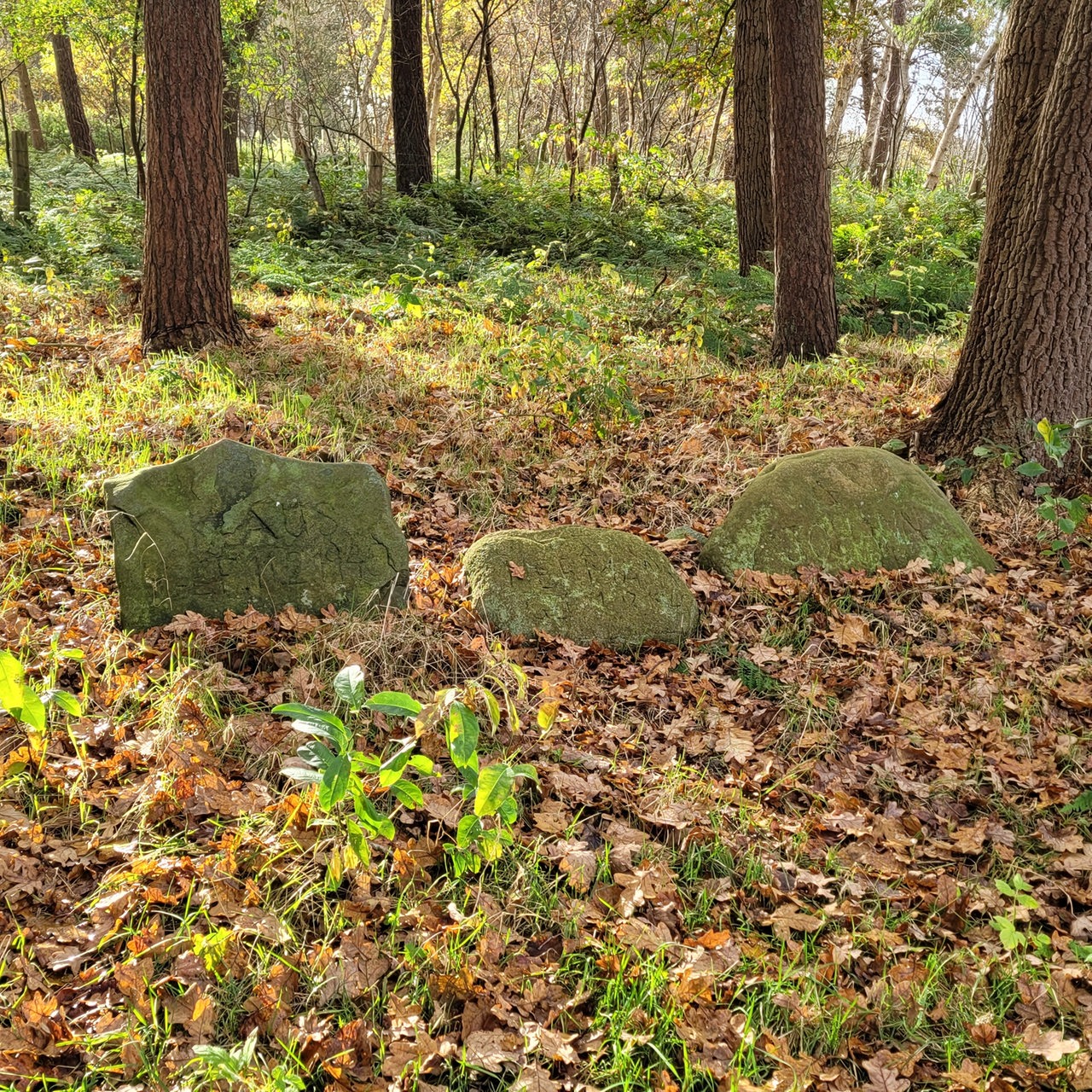 Drei Findlinge liegen im herbstlichen Gelände