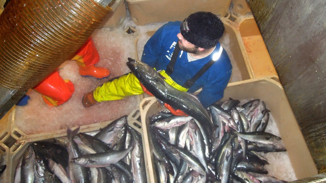 Im Kühlraum eines Fischtrawlers wird der Fisch an Land transportiert.