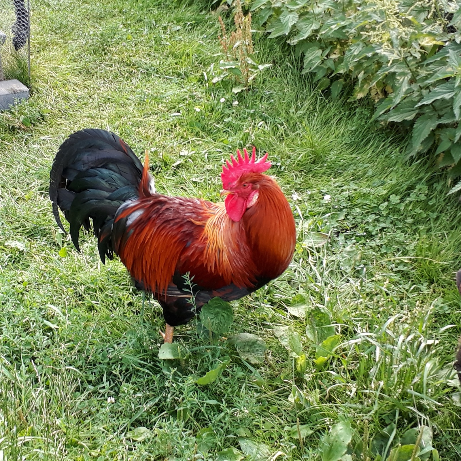 Niederdeutsches Hörspiel