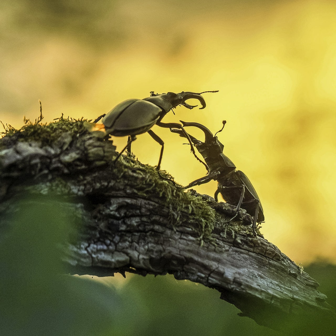 Im Morgengrauen sind zwei Hirschkäfer mit ihren kleinen Geweihen am Kopf auf einem Ast zu sehen, wie sie gegeneinander kämpfen.