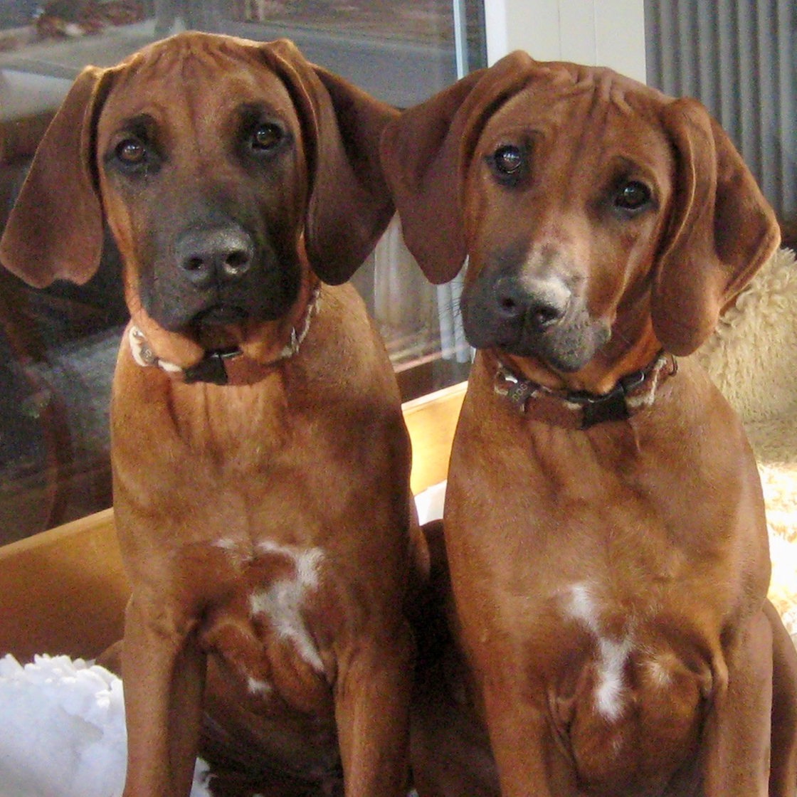 Zwei braune Hunde mit Grübelfalten