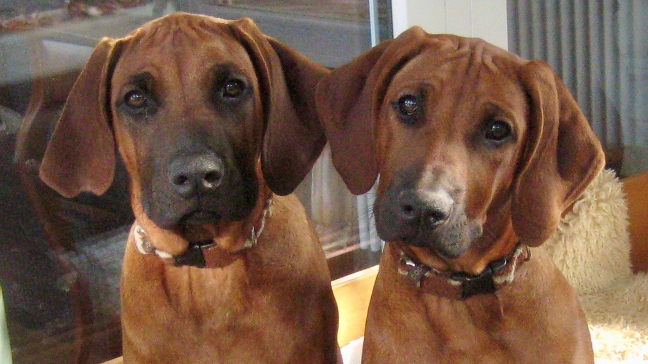 Zwei braune Hunde mit Grübelfalten