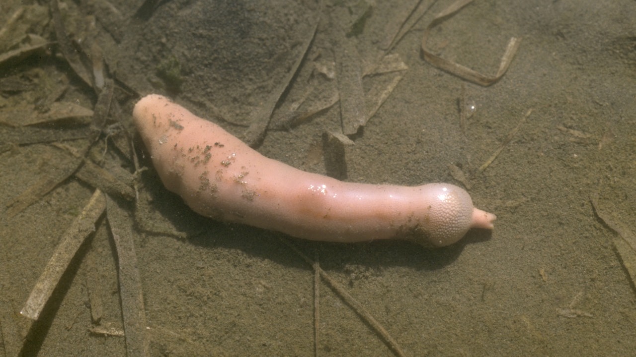 Ein Igelwurm am Meeresboden