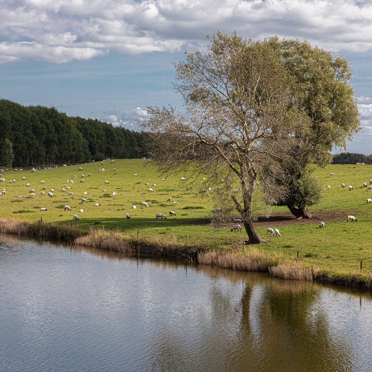 Eine Deichlandschaft mit Schafen in Jever