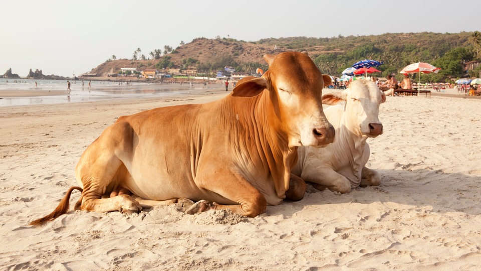 Heilige Kühe liegen am Strand in Indien