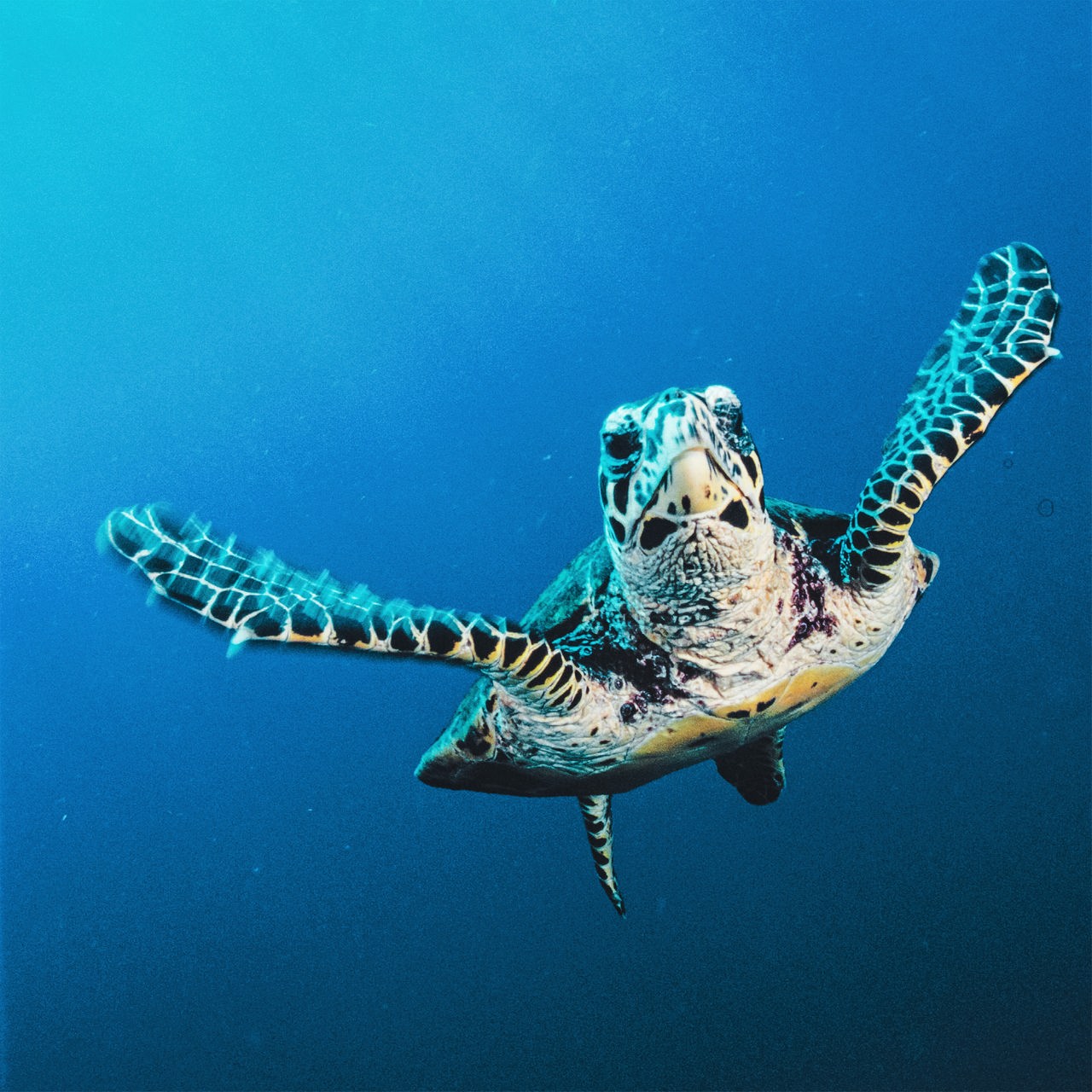 Eine Schildkröte mit weiß-schwarzer Musterung schwimmt unter Wasser durch einen Ozean, der als hell- bis dunkelblauer Hintergrund zu erkennen ist.
