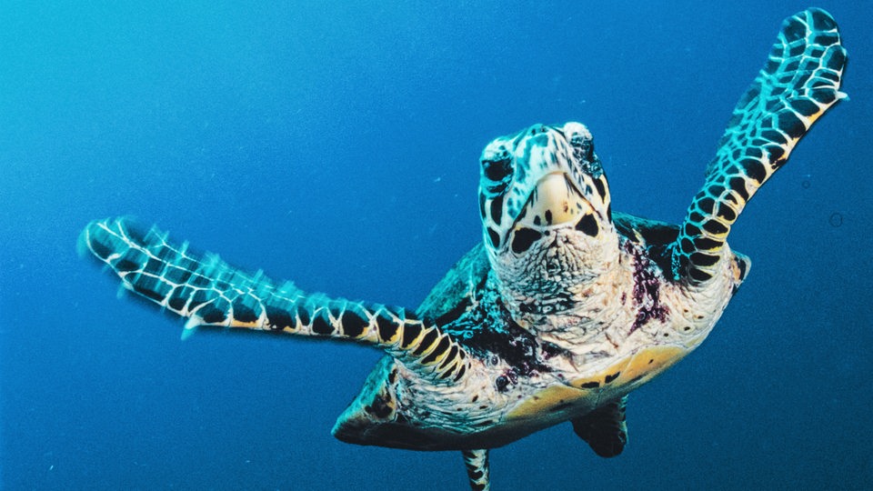Eine Schildkröte mit weiß-schwarzer Musterung schwimmt unter Wasser durch einen Ozean, der als hell- bis dunkelblauer Hintergrund zu erkennen ist.