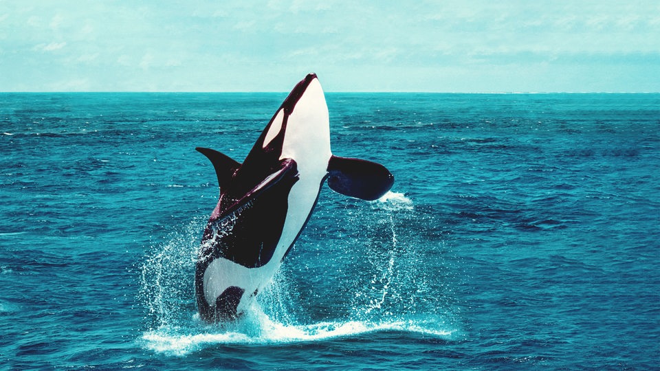 Ein schwarz-weißer Orca springt aus dem Meer.