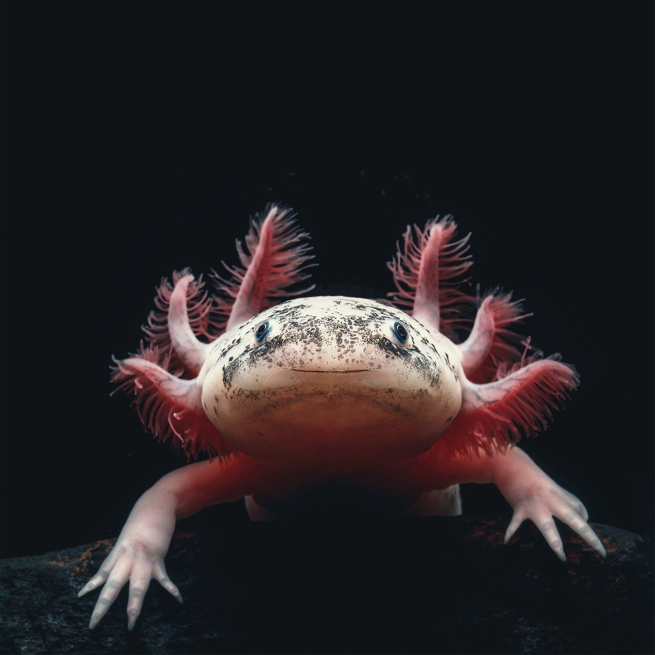 Ein fleischfarbener Axolotl sitzt auf einem Stück Holz unter Wasser vor schwarzem Hintergrund und schaut frontal in die Kamera, dabei scheint er zu lächeln.