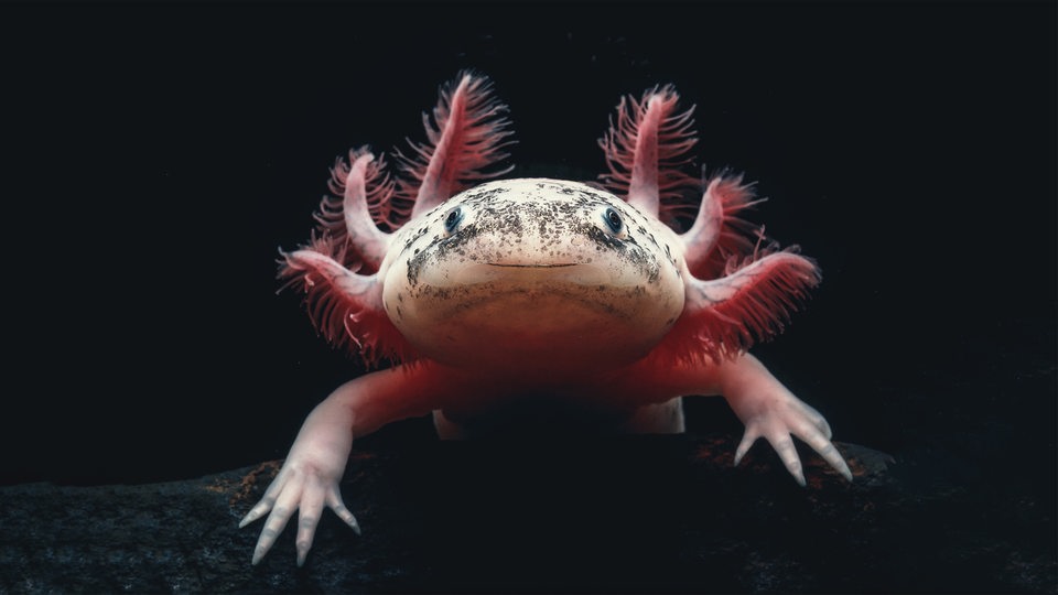 Ein fleischfarbener Axolotl sitzt auf einem Stück Holz unter Wasser vor schwarzem Hintergrund und schaut frontal in die Kamera, dabei scheint er zu lächeln.
