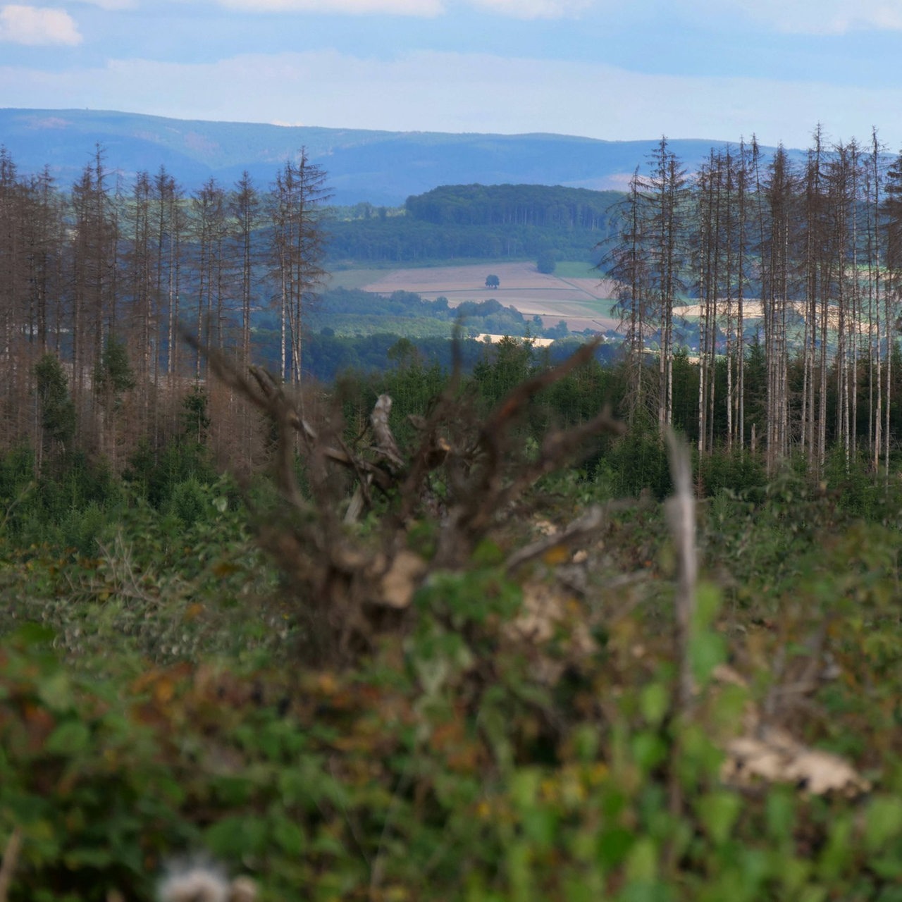 verdorrte Bäume in einem Wald