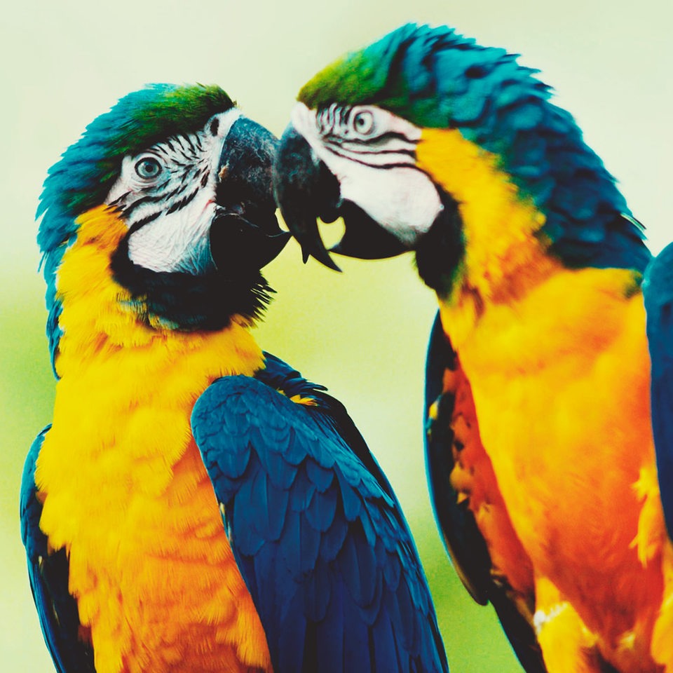 Zwei gelb-blaue Papageien sitzen im Grünen und schauen sich an.