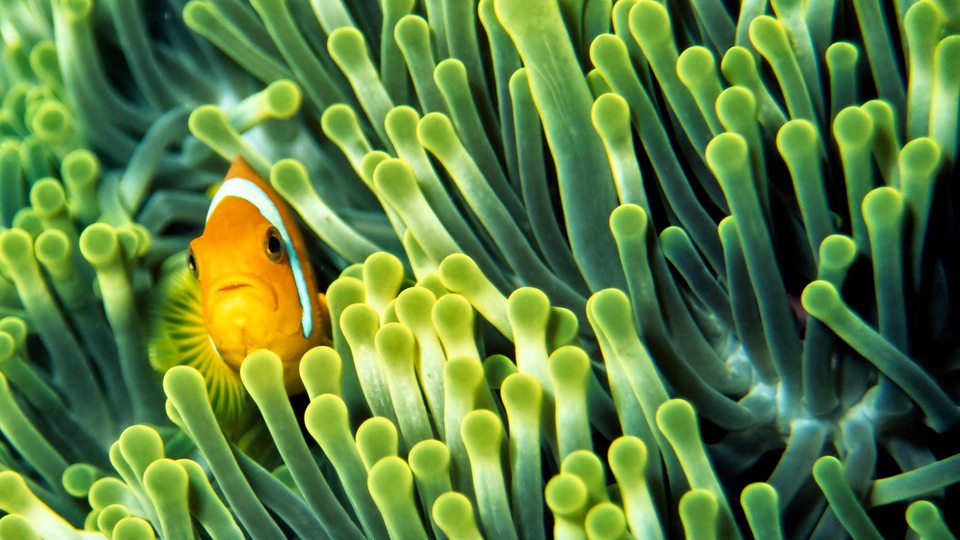 Ein Anemonenfisch in einer Anemone auf den Malediven