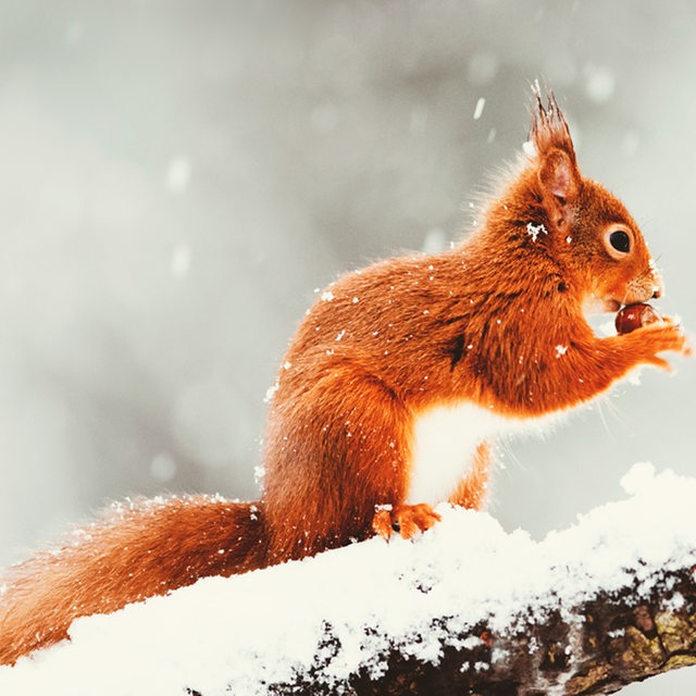 Durch den Winter kommen - Bremen Zwei
