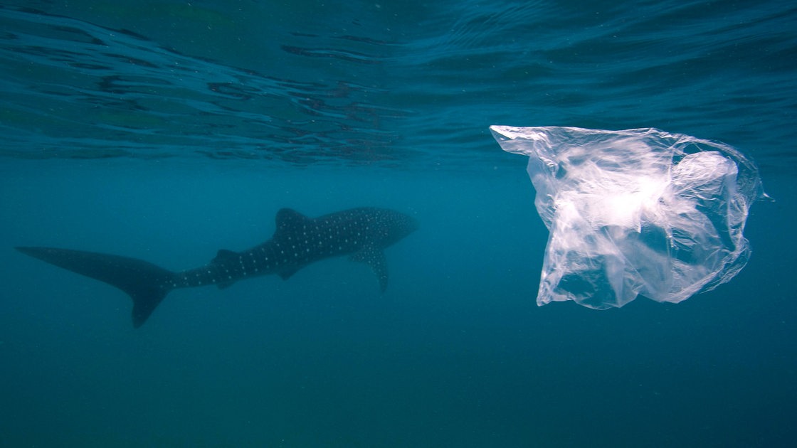 Ein Walhai unter Wasser schwimmt an einer Plastiktüte vorbei.