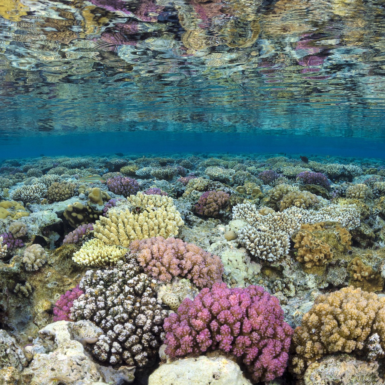 Ein Korallenriff unter Wasser gesehen.