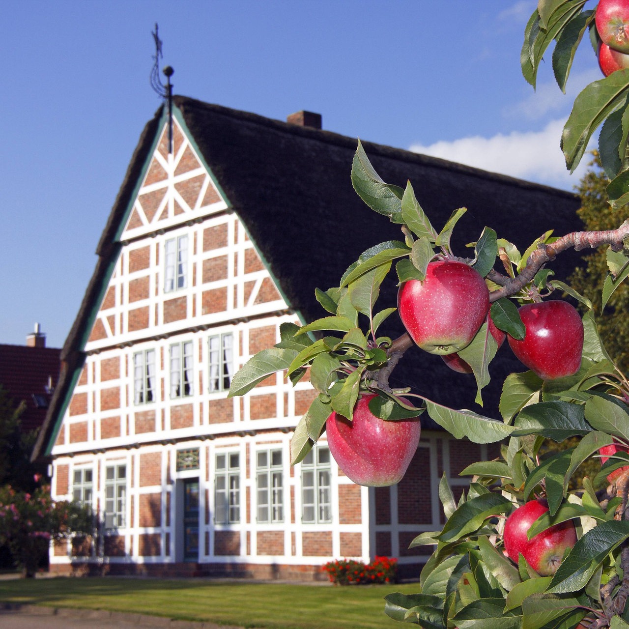 Reife rote Äpfel an einem Apfelbaum vor historischem Fachwerkhaus im Obstanbaugebiet Altes Land bei Hamburg (Archivbild)